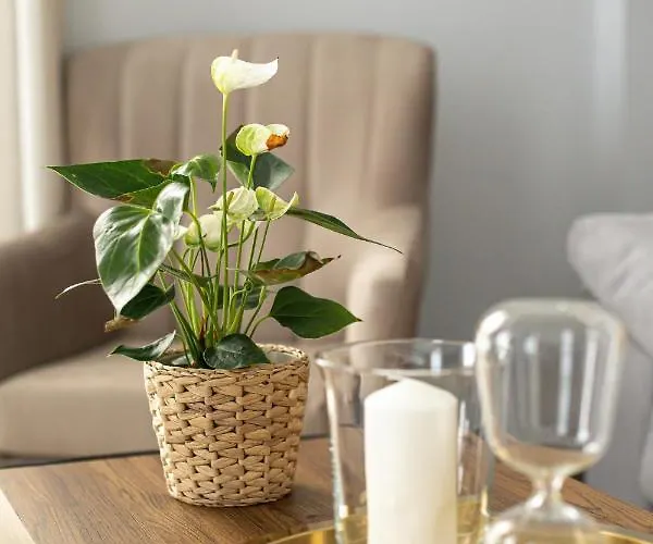 Aparthotel Ribera 19